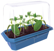 Load image into Gallery viewer, Slicing Cucumbers Sprouter Terrarium
