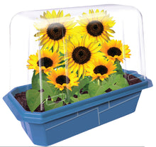 Load image into Gallery viewer, Dwarf Sunflowers Sprouter Terrarium
