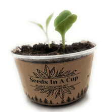 Load image into Gallery viewer, Oregano | Plant Seed Starter Grow Kit | Seeds In A Cup®
