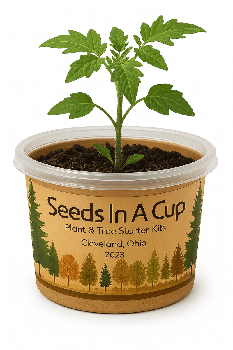 Oregano | Plant Seed Starter Grow Kit | Seeds In A Cup®