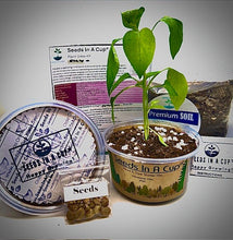Load image into Gallery viewer, Oregano | Plant Seed Starter Grow Kit | Seeds In A Cup®

